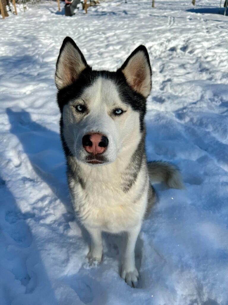 Dashka - Siberian Husky