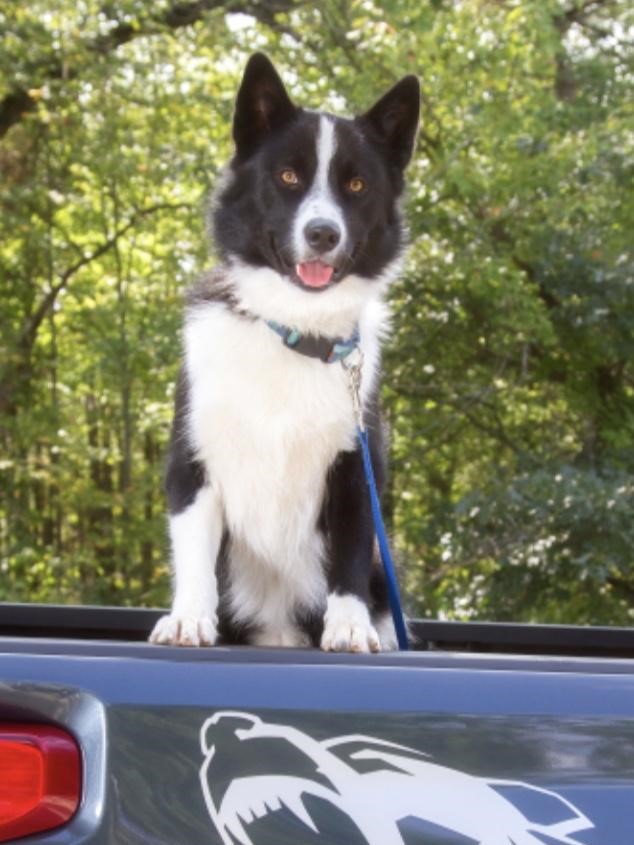 Yukon Karelian Bear Dog