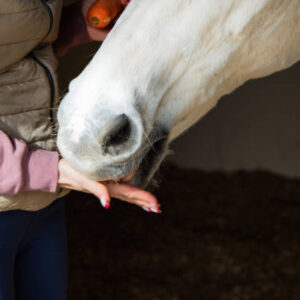 Horse treats